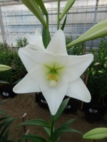 [4123 Bright Tower ST No02.JPG]